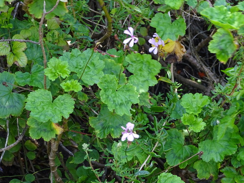 Horseshoe geranium