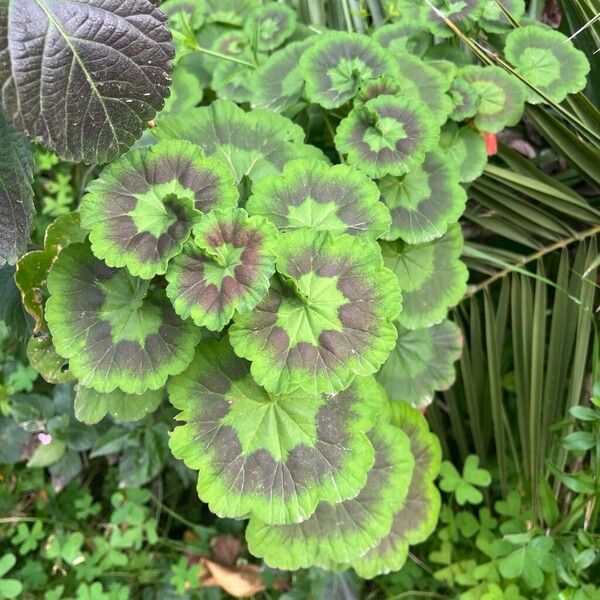 Horseshoe geranium (Pelargonium zonale)