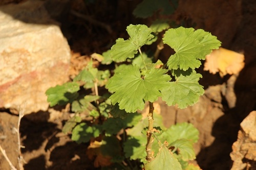 Horseshoe geranium (Pelargonium zonale)