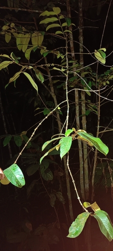 Pellacalyx axillaris (Pellacalyx axillaris)