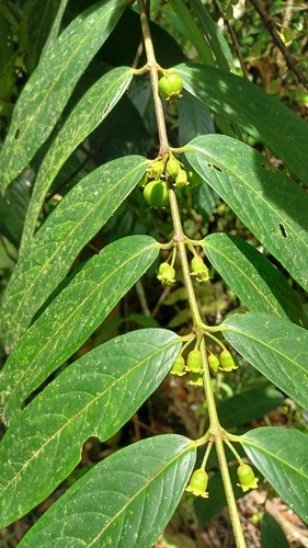 Pellacalyx axillaris (Pellacalyx axillaris)