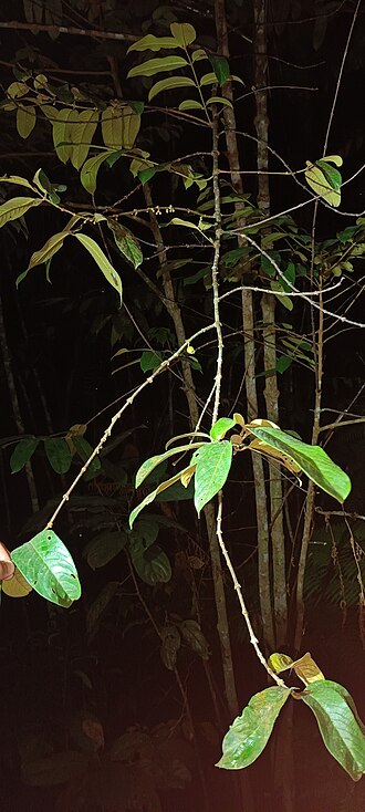 Pellacalyx axillaris: Pellacalyx axillaris in Singapore