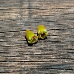 Pellacalyx axillaris (Pellacalyx axillaris)
