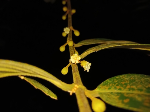 Pellacalyx axillaris (Pellacalyx axillaris)