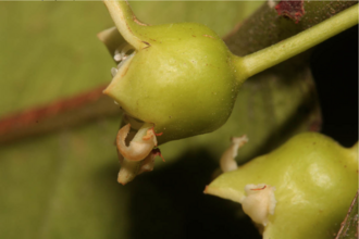 Pellacalyx pustulata: Samar- Raab Bustamante