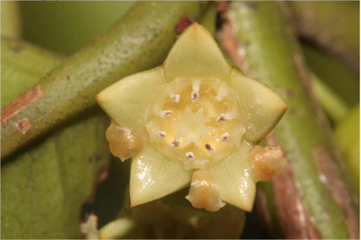 Pellacalyx pustulata: Samar- Raab Bustamante