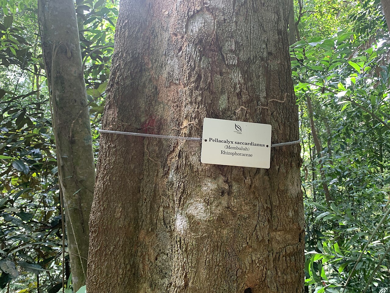Pellacalyx saccardianus: Pellacalyx saccardianus in Singapore