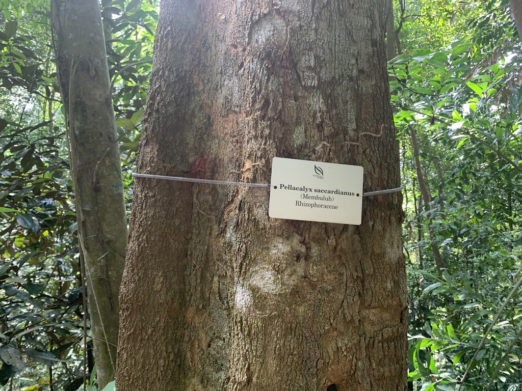 Pellacalyx saccardianus (Pellacalyx saccardianus)