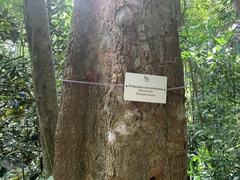 Pellacalyx saccardianus (Pellacalyx saccardianus)