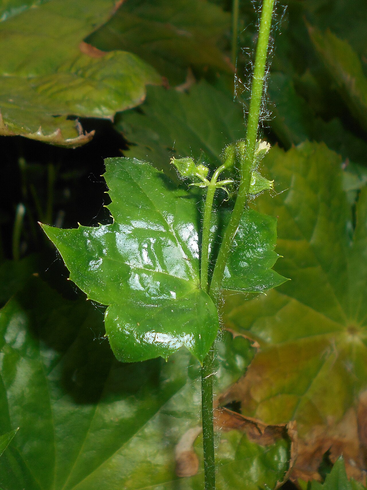 Peltoboykinia tellimoides: Peltoboykinia tellimoides , Ogród Botaniczny UMCS w Lublinie.