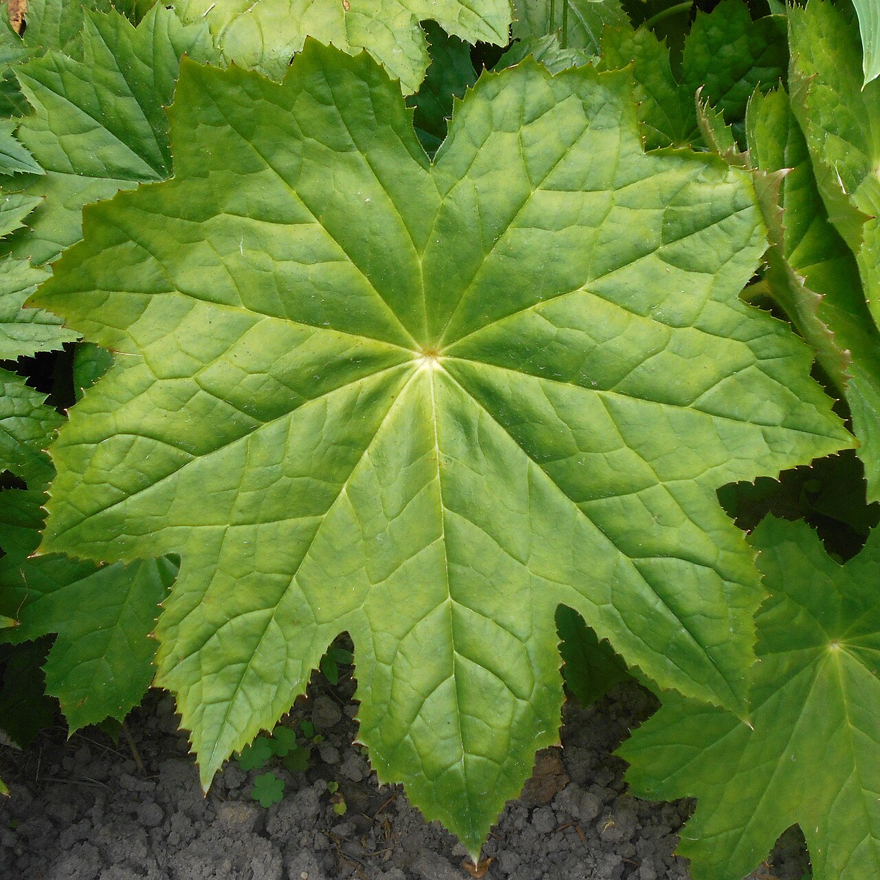 Peltoboykinia tellimoides: Peltoboykinia tellimoides , Ogród Botaniczny UMCS w Lublinie.
