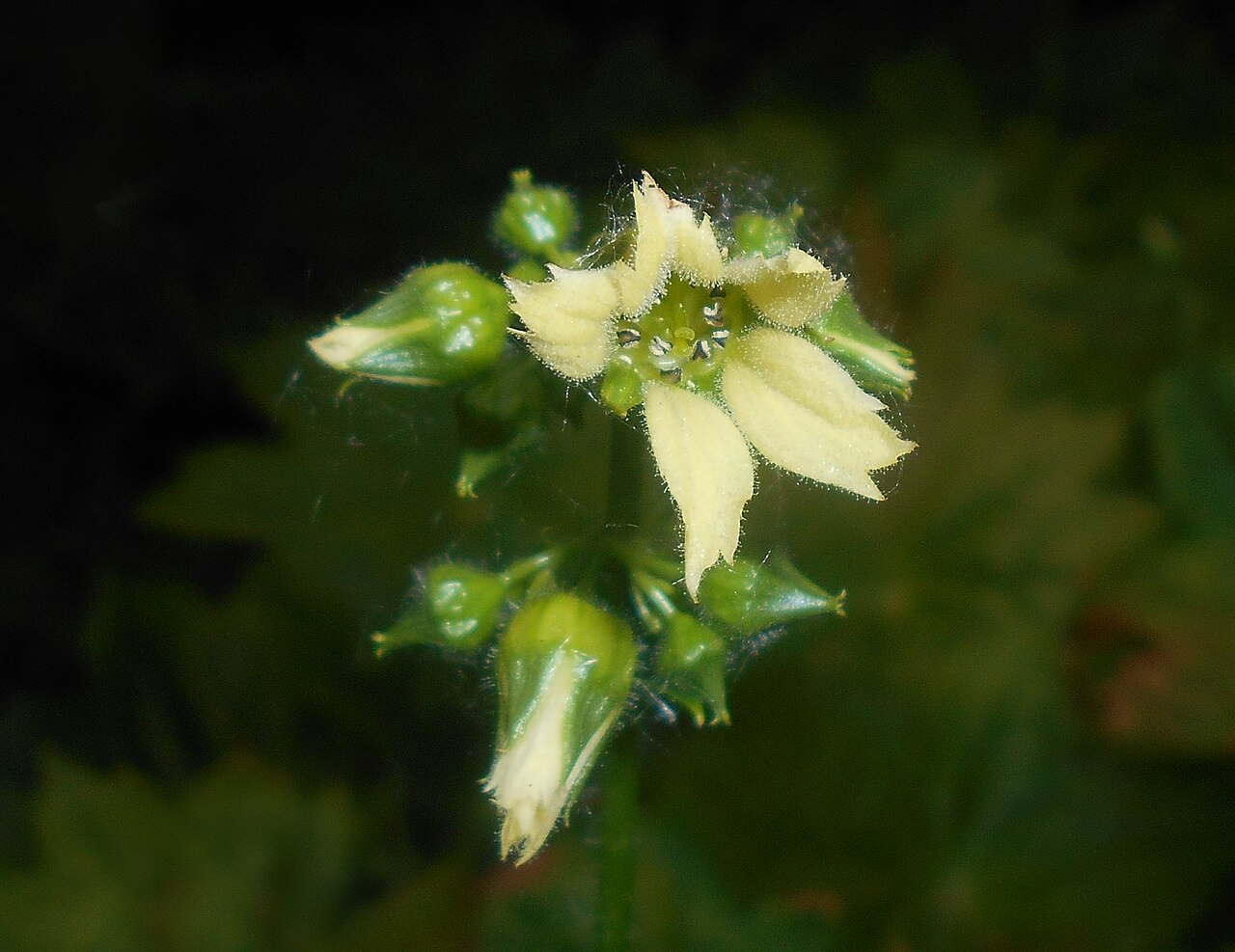 Peltoboykinia tellimoides: Peltoboykinia tellimoides , Ogród Botaniczny UMCS w Lublinie.