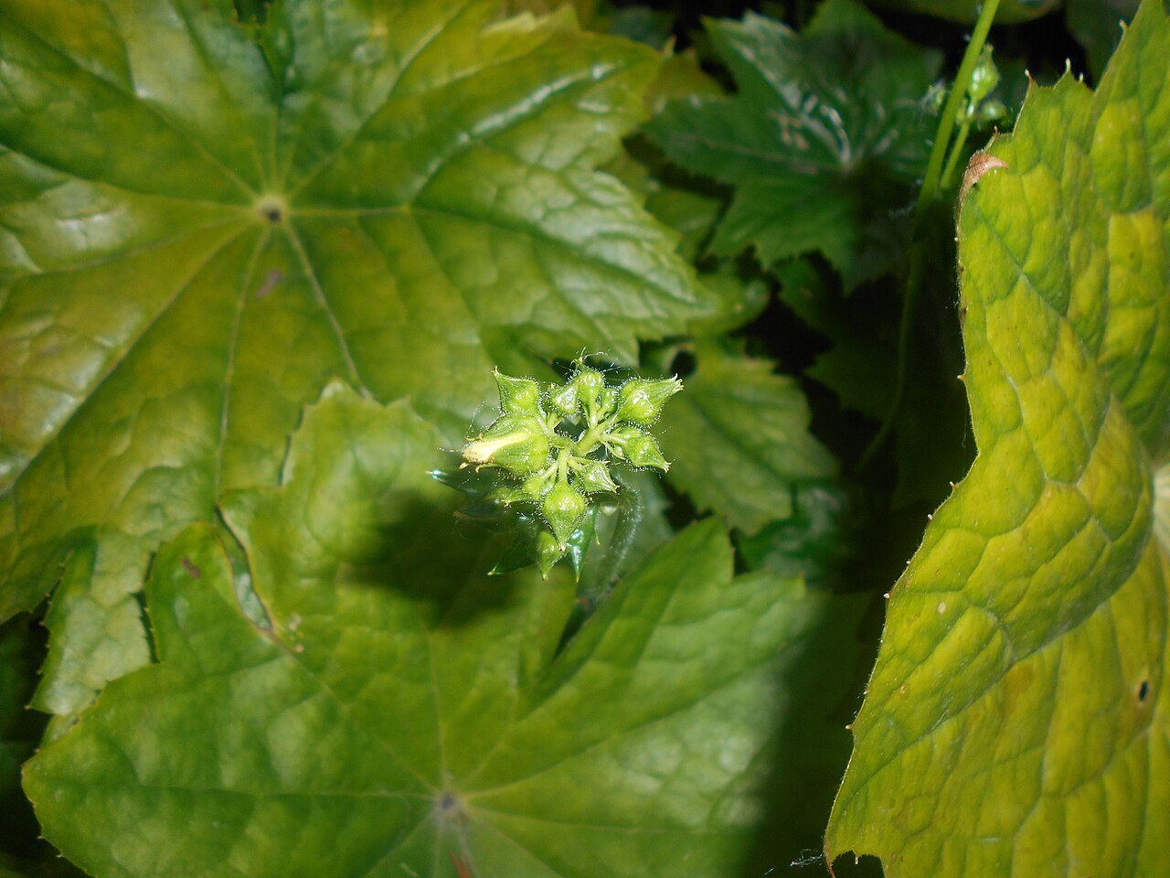 Peltoboykinia tellimoides: Peltoboykinia tellimoides , Ogród Botaniczny UMCS w Lublinie.