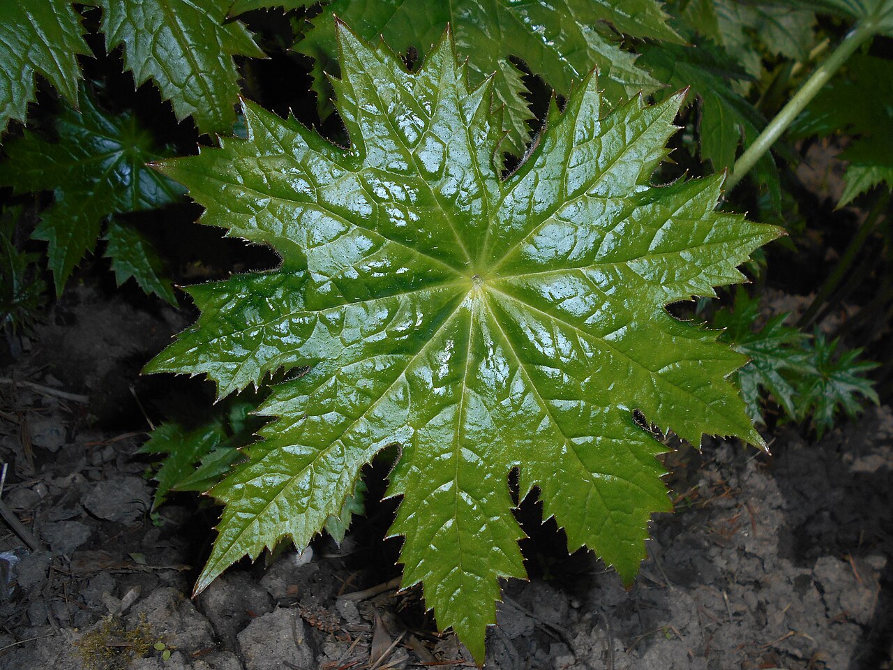 Peltoboykinia tellimoides: Peltoboykinia tellimoides , Ogród Botaniczny UMCS w Lublinie