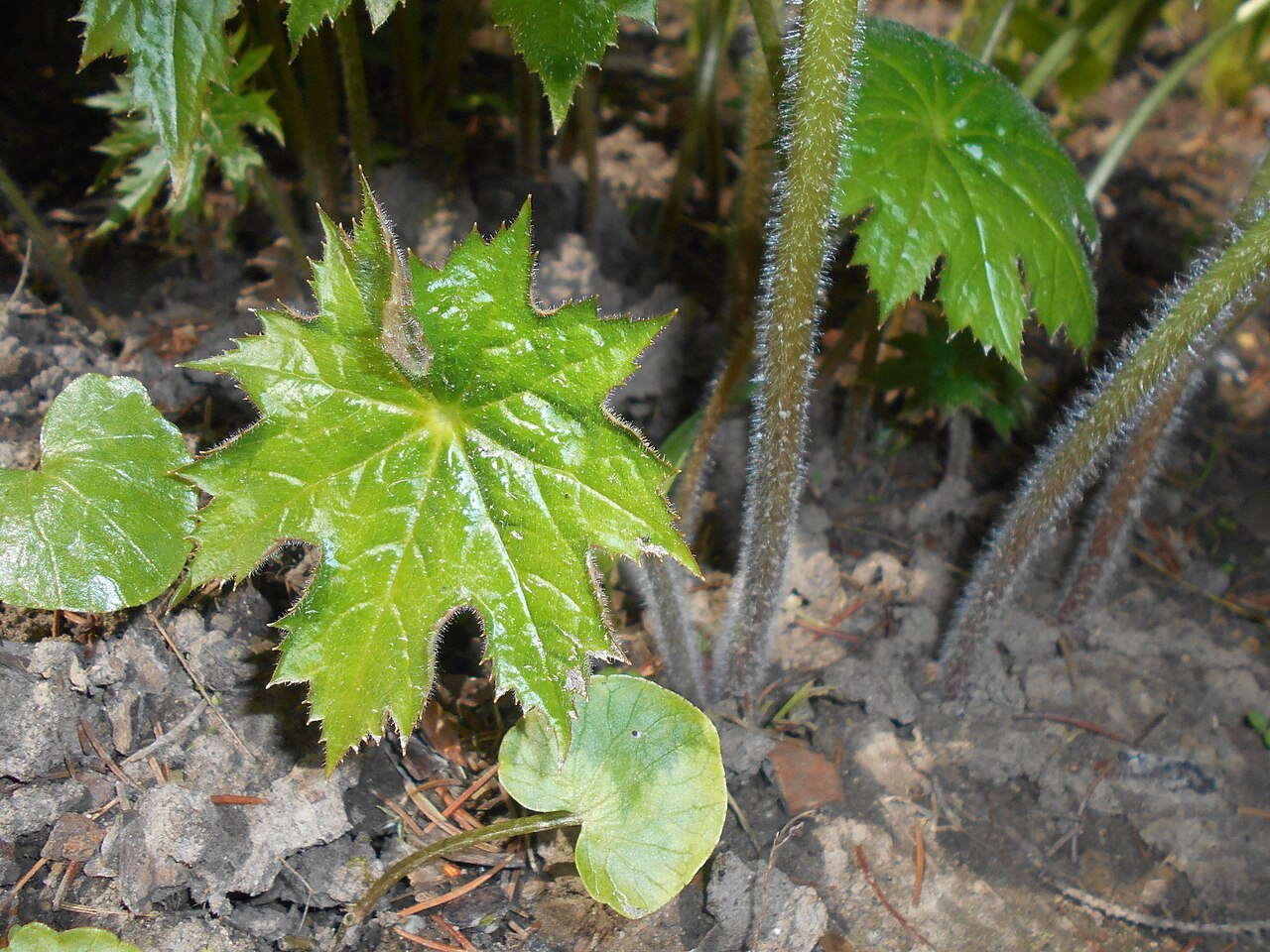 Peltoboykinia tellimoides: Peltoboykinia tellimoides , Ogród Botaniczny UMCS w Lublinie