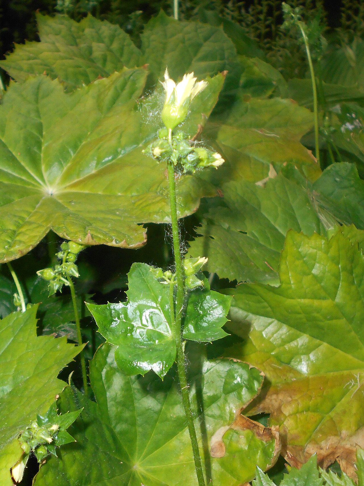 Peltoboykinia tellimoides: Peltoboykinia tellimoides , Ogród Botaniczny UMCS w Lublinie.