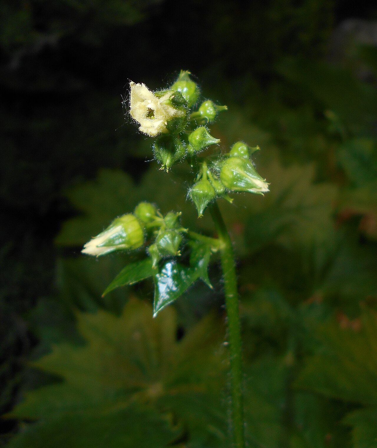 Peltoboykinia tellimoides: Peltoboykinia tellimoides , Ogród Botaniczny UMCS w Lublinie.