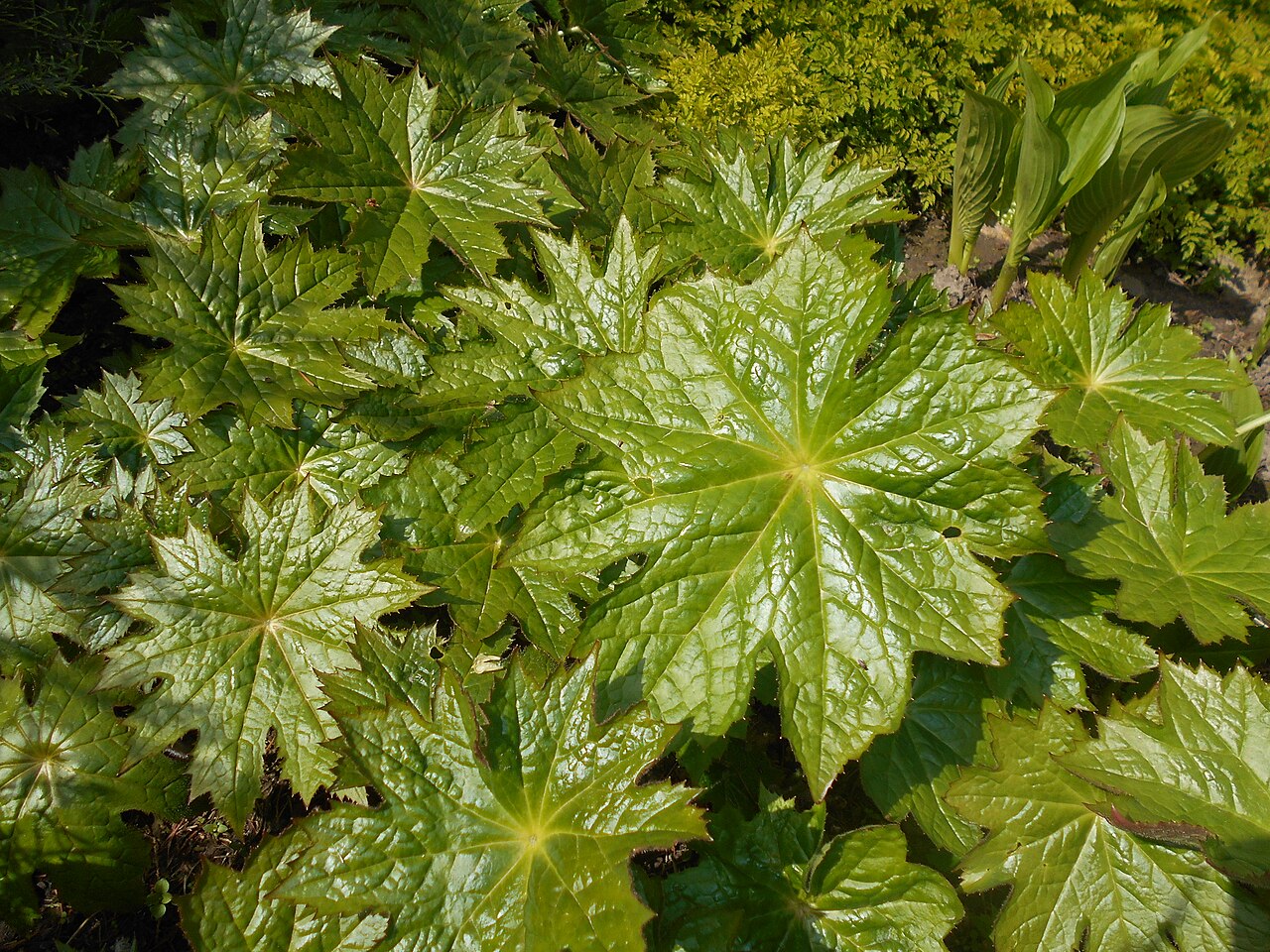 Peltoboykinia tellimoides: Peltoboykinia tellimoides , Ogród Botaniczny UMCS w Lublinie