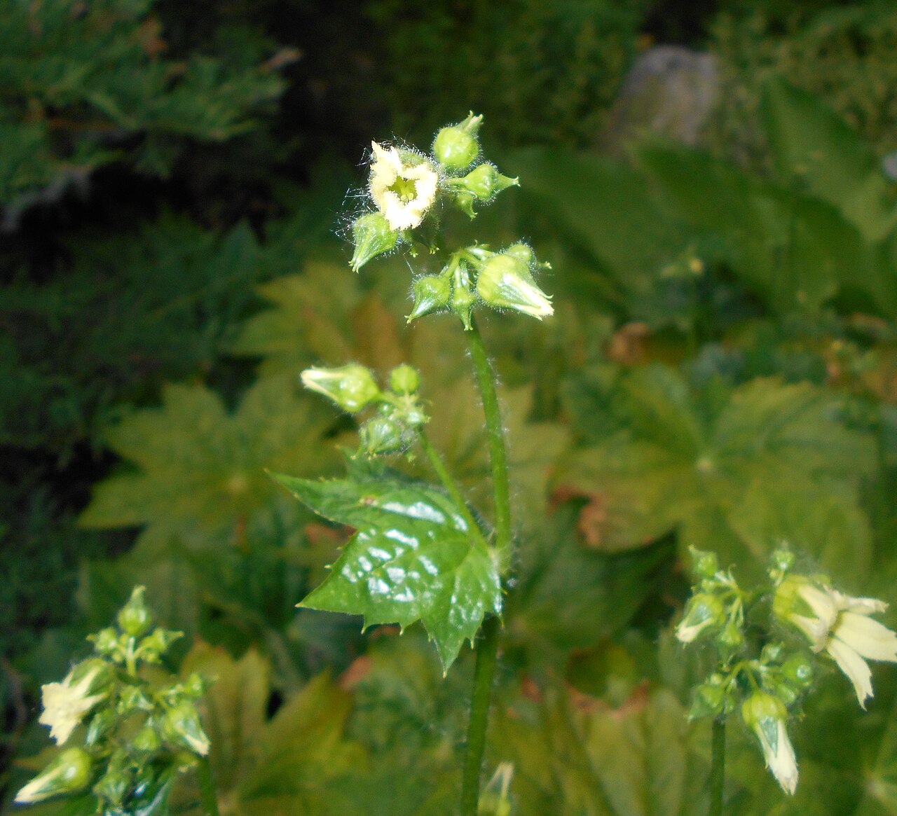 Peltoboykinia tellimoides: Peltoboykinia tellimoides , Ogród Botaniczny UMCS w Lublinie.