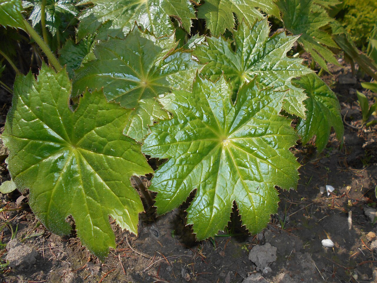Peltoboykinia tellimoides: Peltoboykinia tellimoides , Ogród Botaniczny UMCS w Lublinie