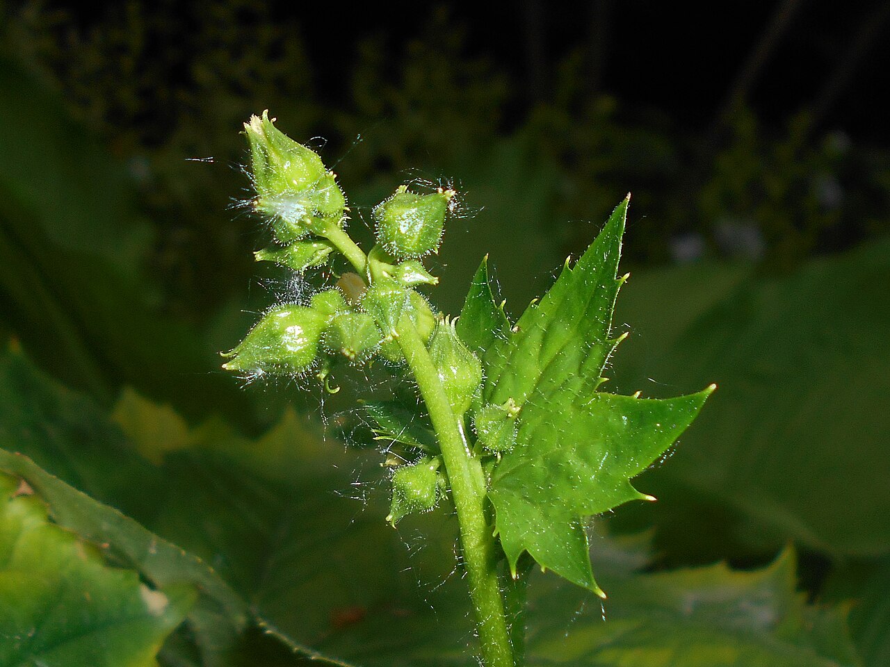 Peltoboykinia tellimoides: Peltoboykinia tellimoides , Ogród Botaniczny UMCS w Lublinie.