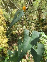 Penelopeia suburceolata (Penelopeia suburceolata)