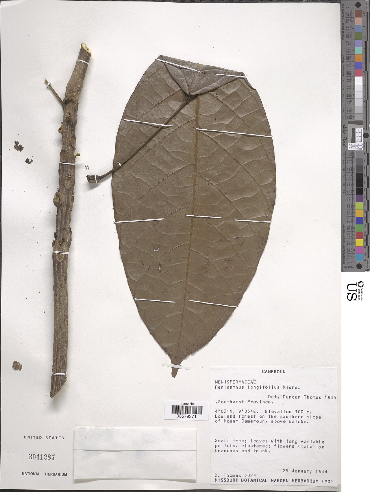 Penianthus longifolius: * Penianthus longifolius Diels Object Details Record Last Modified 6 Jan 2020 Specimen Count 1 Collection Date 25 Jan 1984 Barcode 03579371 USNM Number 3041287