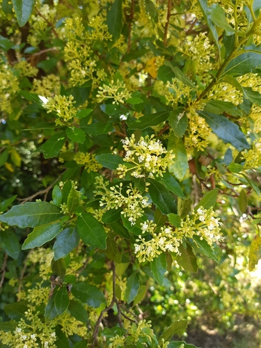 Pennantia corymbosa