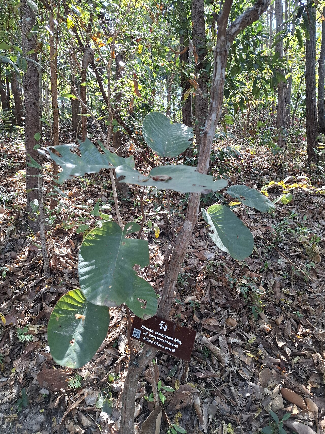 Dark red meranti: Shorea siamensis