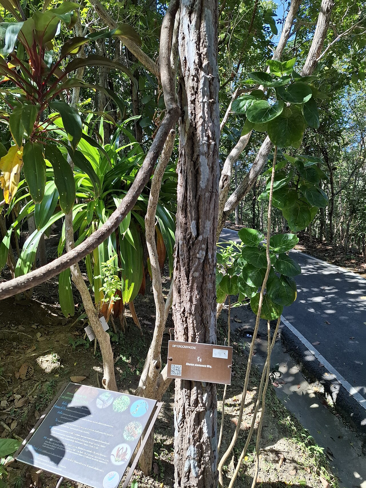Dark red meranti: Shorea siamensis