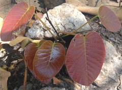Dark red meranti (Pentacme siamensis)