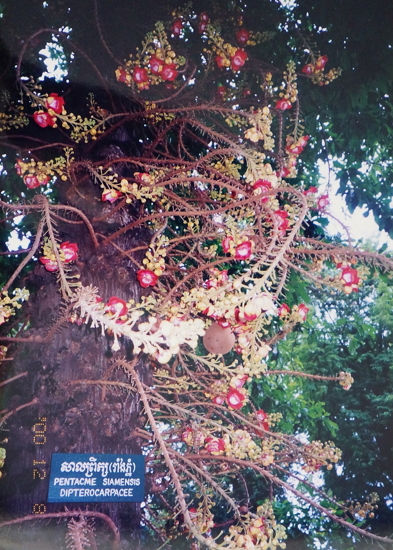 Dark red meranti: Pentacme siamensis 鈍葉娑羅雙