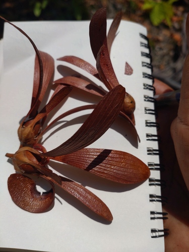 Dark red meranti (Pentacme siamensis)