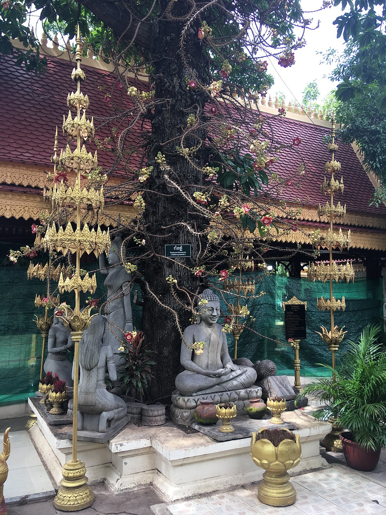 Dark red meranti: Pentacme Siamensis surrounded by statues in the Royal Palace, Phnom Penh.