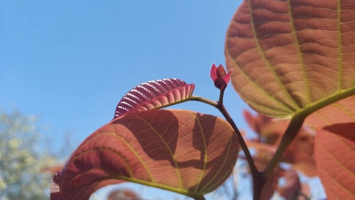 Dark red meranti (Pentacme siamensis)