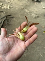 Dark red meranti (Pentacme siamensis)