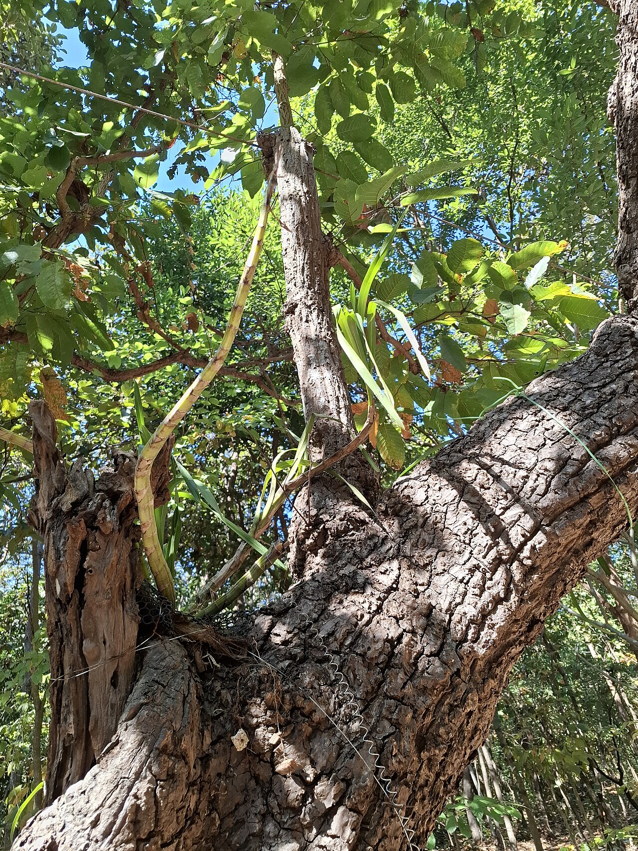 Dark red meranti: Cymbidium finlaysonianum on Shorea siamensis tree