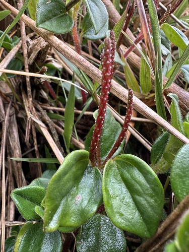 Peperomia alibacophylla (Peperomia alibacophylla)