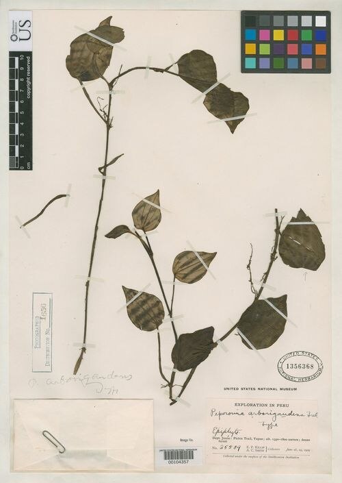 Peperomia arborigaudens: species of peperomia
