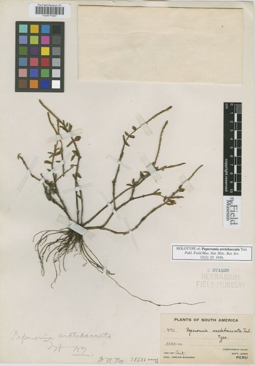 Peperomia arctebaccata: species of peperomia