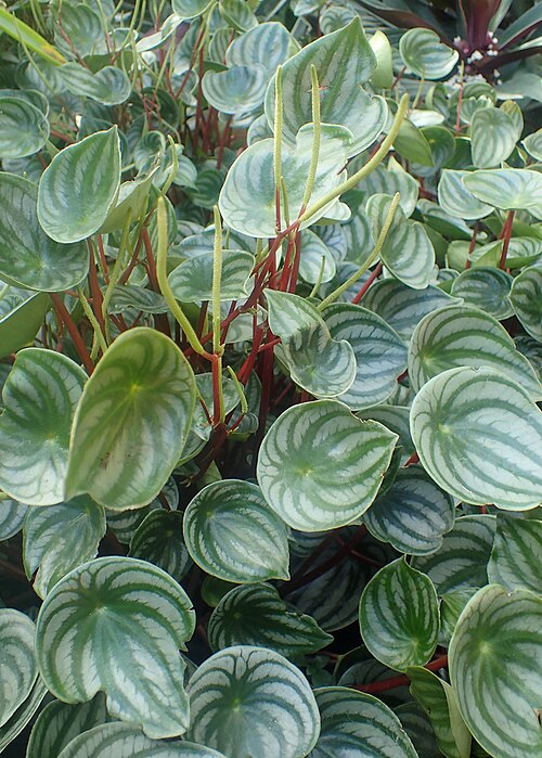 Watermelon begonia: Peperomia argyreia at Garfield Park Conservatory, Illinois
