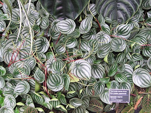 Watermelon begonia: Watermelon peperomia, Peperomia argyreia , Jardin botanique de Montréal .