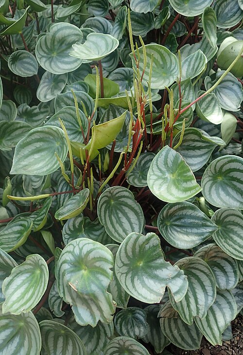 Watermelon begonia: Peperomia argyreia at Garfield Park Conservatory, Illinois