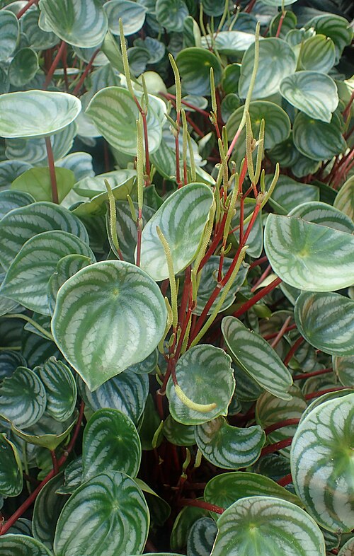 Watermelon begonia: Peperomia argyreia at Garfield Park Conservatory, Illinois