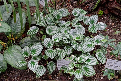 Watermelon begonia: Botanical specimen in the Flora und Botanischer Garten Köln - Cologne, Germany.