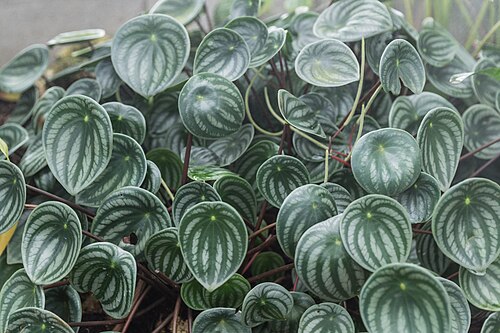 Watermelon begonia: Peperomia argyreia (Watermelon Peperomia) in the jardin botanique de Lyon , France.