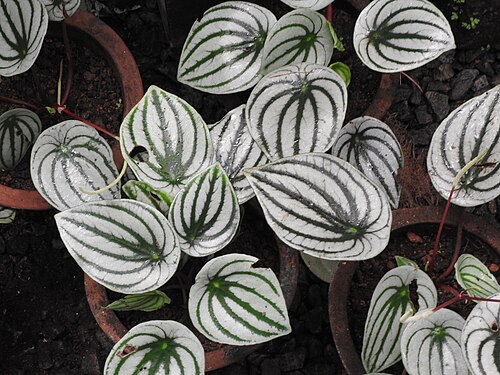 Watermelon begonia: Piperaceae-watermelon peperomia,leaves showy bands of silver radiating,catkins white.