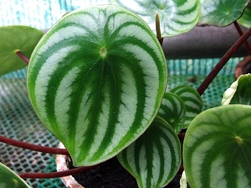 Watermelon begonia: Peperomia argyreia