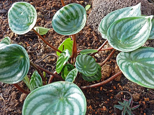 Watermelon begonia: Peperomia argyreia in the Botanical Garden, Berlin.