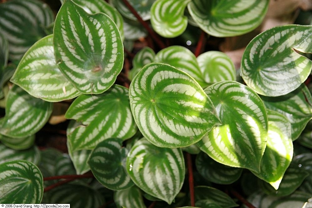 Watermelon begonia: Location taken: United States Botanic Garden. Names: Peperomia argyreia E.Morr., Peperomia srebrzysta, Watermelon Begonia, Watermelon Peperomia, Watermelon Pepp